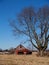 Leafless Maple Tree Next to an Old Barn