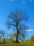 Leafless massive old tree drops its leaves in autumn