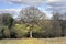 Leafless oak tree in early spring, England