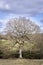 Leafless oak tree in early spring, England