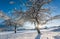 Leafless old apple trees covered by snow in sunny winter landscape in Wildermieming, Tirol, Austria