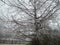 Leafless pine tree with the twigs and branches all covered with ice in winter