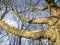 Leafless plane tree branches