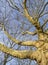 Leafless plane tree branches