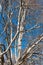 Leafless plane tree on a clear blue sky