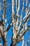 Leafless plane tree on a clear blue sky