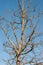 A leafless plane tree on a sunny winter day