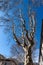 Leafless plane trees in the city in winter - Trento Italy