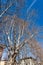 Leafless plane trees in the city in winter - Trento Italy