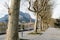 Leafless plane trees on the streets of Lecco town on early spring day. Picturesque waterfront of Lecco located between famous Lake