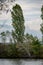 Leafless poplar tree at lake bank