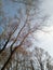 Leafless poplar trees on the background of sky in early spring