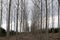 Leafless poplar trees in the winter