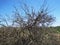 LEAFLESS SCRUBBY THORN BUSH