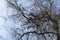 Leafless tree against winter sky