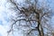 Leafless tree against winter sky