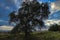 Leafless tree in autumn with dramatic blue sky and dark scary clouds.