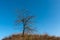 Leafless tree on autumn meadow