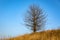 Leafless tree on autumn meadow against blue sky