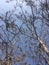 Leafless tree branches, cloudy weather