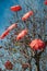 Leafless tree with decorative umbrellas