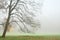 Leafless tree in dense fog in autumn