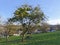 Leafless tree with mistletoe\'s