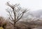 Leafless tree on a misty day. Expressing loneliness mood in winter season.