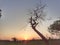 Leafless tree in our village land fields  .