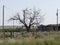 Leafless tree outside the remains of a dilapidated building at Glenrio ghost town, one of western America`s ghost