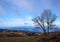 Leafless tree with panoramic view at dawn