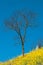 Leafless tree with Rapeseed flowers at Snail farm Luositian Field in Luoping County, China