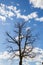 Leafless Tree Reaching Towards a Blue Cloudy Sky