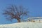 Leafless tree and rustic fence