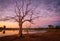 Leafless tree at sunrise at a lake