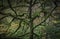 Leafless tree with twisted branches covered with moss growing in autumn coloured woodland