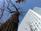 Leafless tree versus building in Sapporo Japan