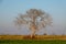 Leafless tree in winter season in wheat fields