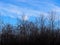 Leafless Trees Against A Blue Sky