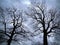 Leafless trees against evening sky