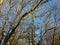 Leafless trees against a pale blue winter sky