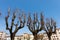 Leafless Trees in City - Pistoia Italy