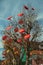 Leafless trees with decorative umbrellas