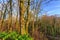 Leafless trees in an early morning, with green fern in the foreground