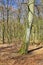 Leafless trees in a forest with a bit of regrowth developing in early spring. Landscape of lots of tree trunks covered