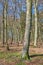 Leafless trees in a forest with a bit of regrowth developing in early spring. Landscape of lots of tree trunks covered