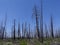 Leafless trees from forest fires in Utah