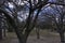 Leafless trees in a park on could day with blue sky coming through the branches. Bare trees