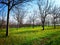 Leafless trees in rows