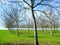 Leafless trees in rows